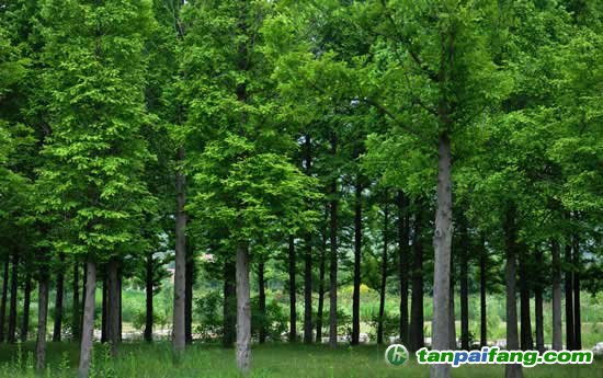 全國首筆林業(yè)碳匯質押貸款投放　開創(chuàng)碳匯金融先河