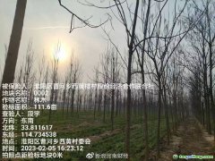 助力碳達(dá)標(biāo)，林木雙保障 全國(guó)首單楸樹(shù)碳匯指數(shù)保險(xiǎn)落地河南周口