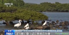 自愿碳是什么碳？促進(jìn)溫室氣體減排 這個(gè)市場(chǎng)很重要